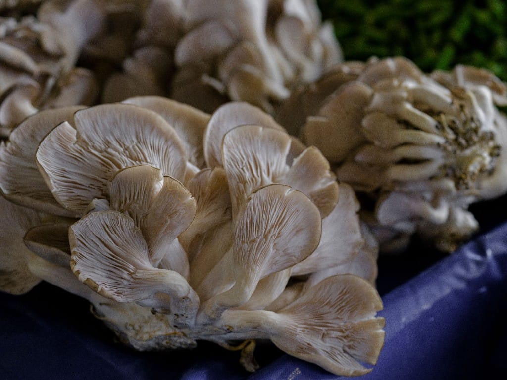 İstiridye mantarı üretimi ve hasat